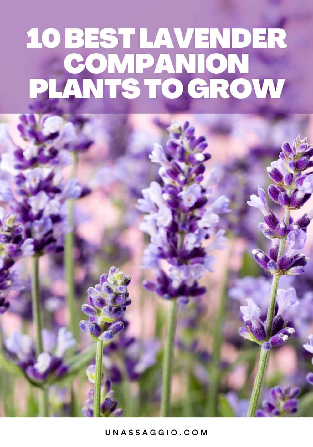 lavender companion plants