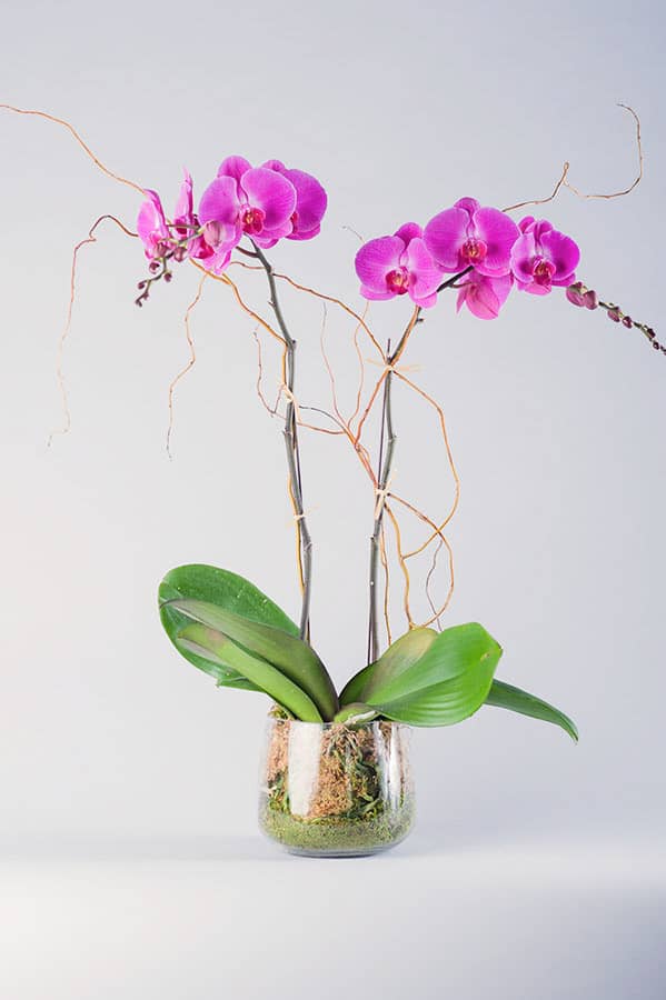 Phalaenopsis Orchid Plant Care