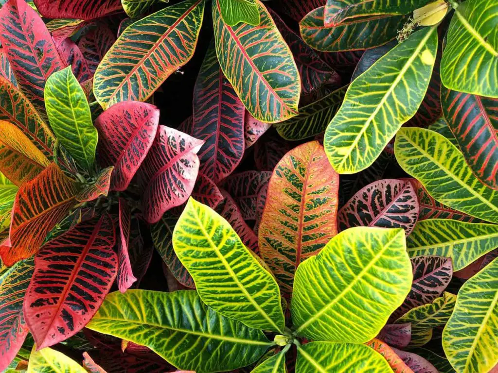 How to Keep Croton Plants From Getting Leggy