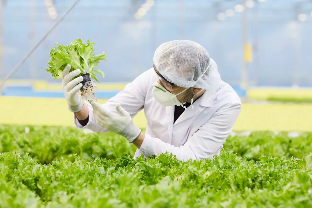 Does Lettuce Grow Back After Cutting?