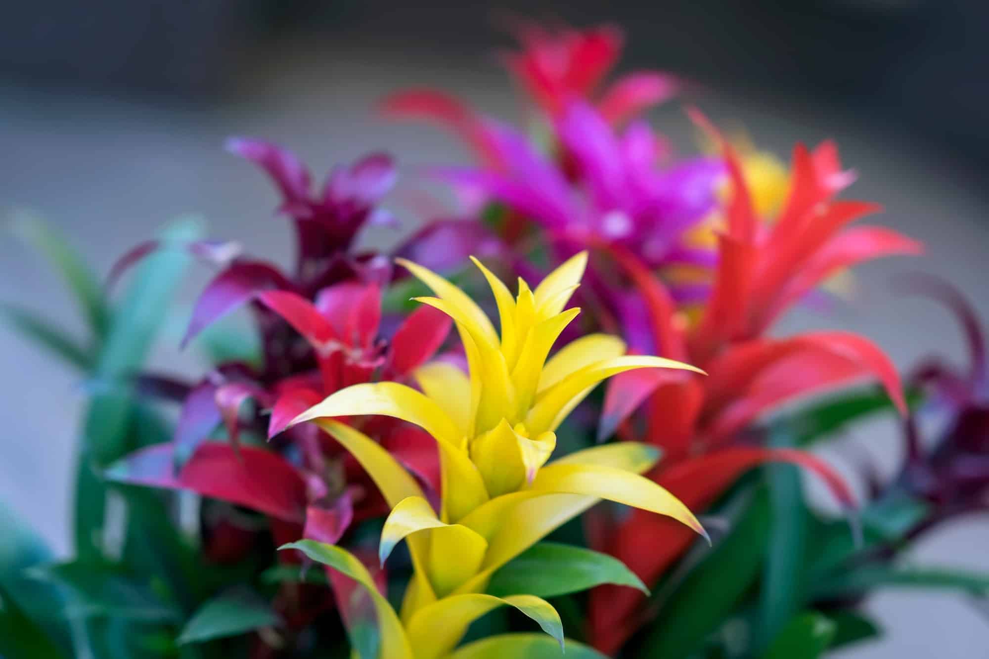 Can I Put My Bromeliad Plants Outside? | UnAssaggio