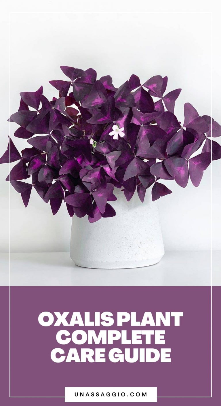 Oxalis Plant: The Complete Growth And Care Guide (2021) | UnAssaggio