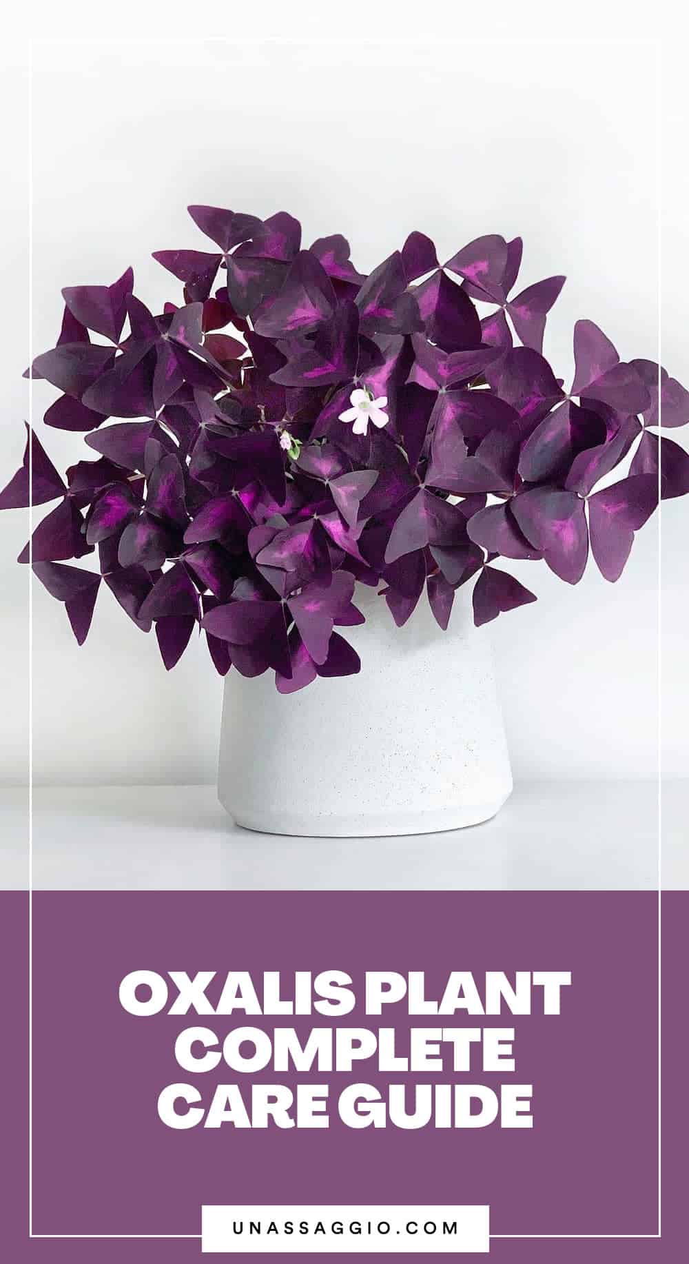 oxalis plant care guide unassaggio