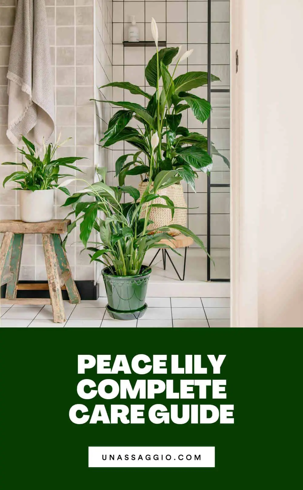 peace lily care guide