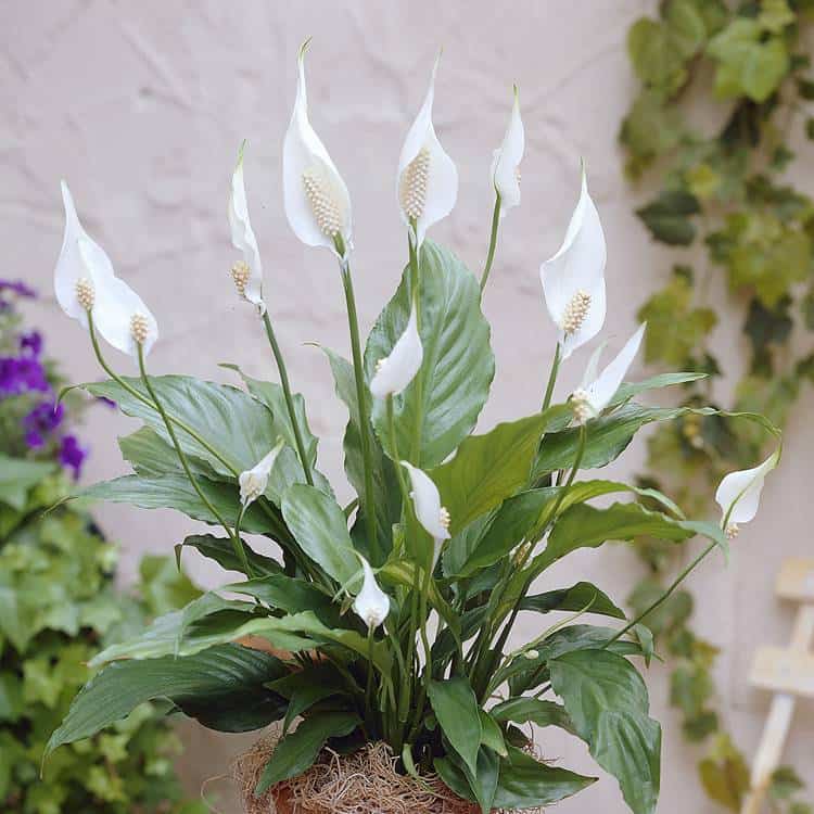 Peace lily plant care