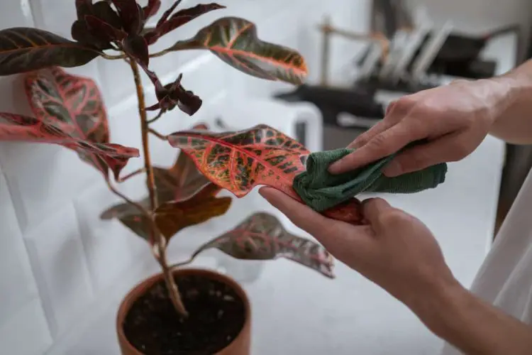 Croton Leaves Falling Off? Here’s why (And What to Do)