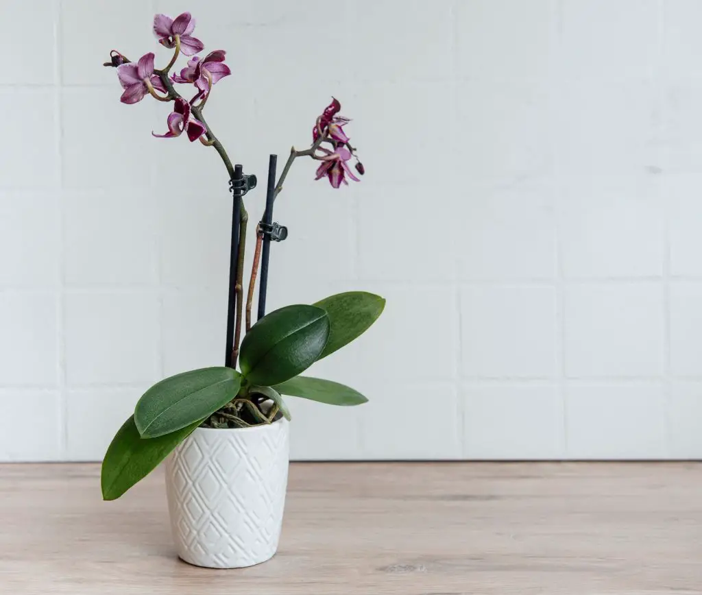 Phalaenopsis Orchid Plant Care