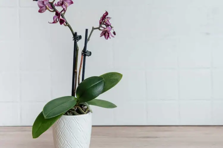 Phalaenopsis Orchid Plant Care