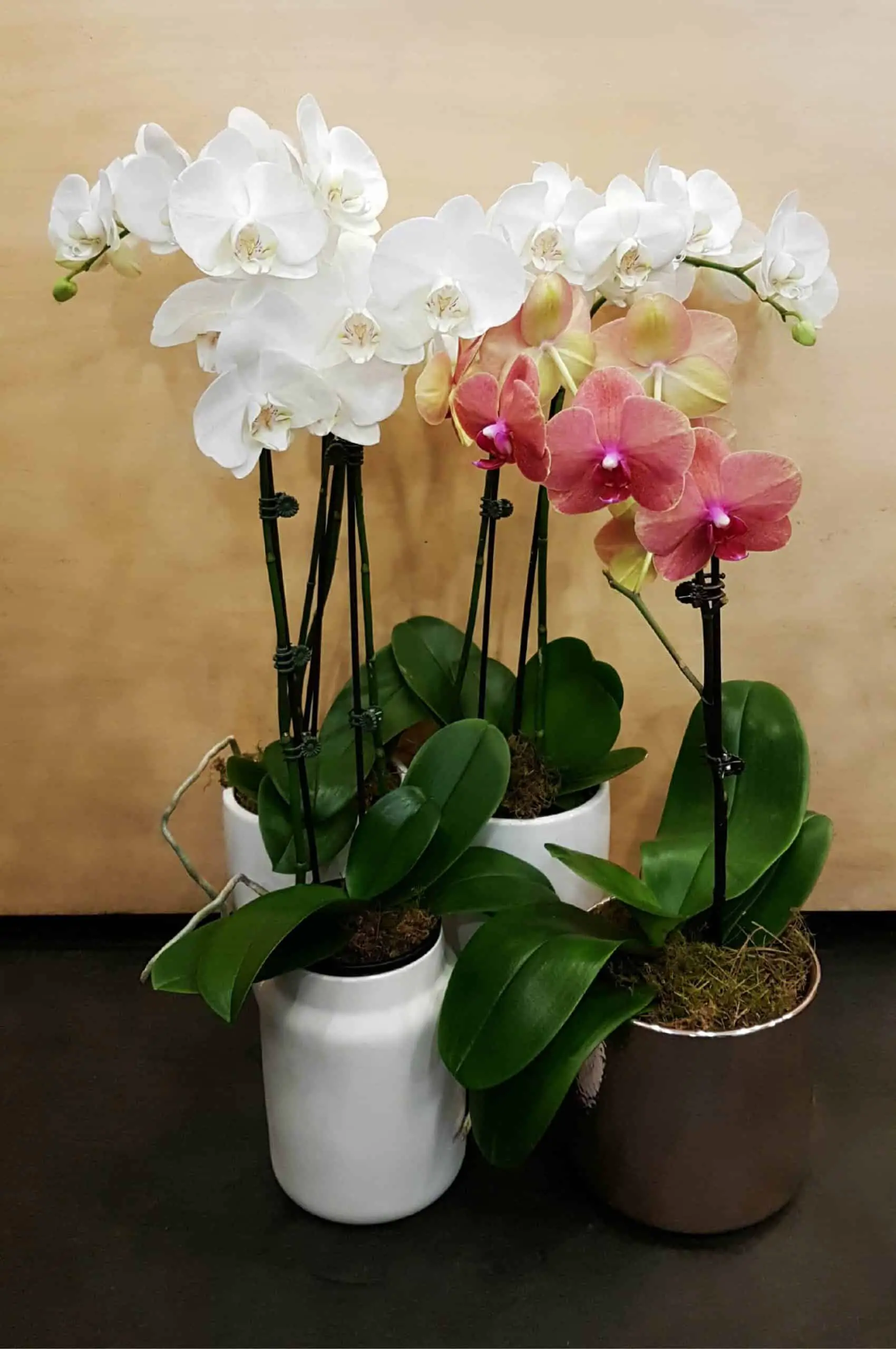 Phalaenopsis Orchid Propagation Requirements