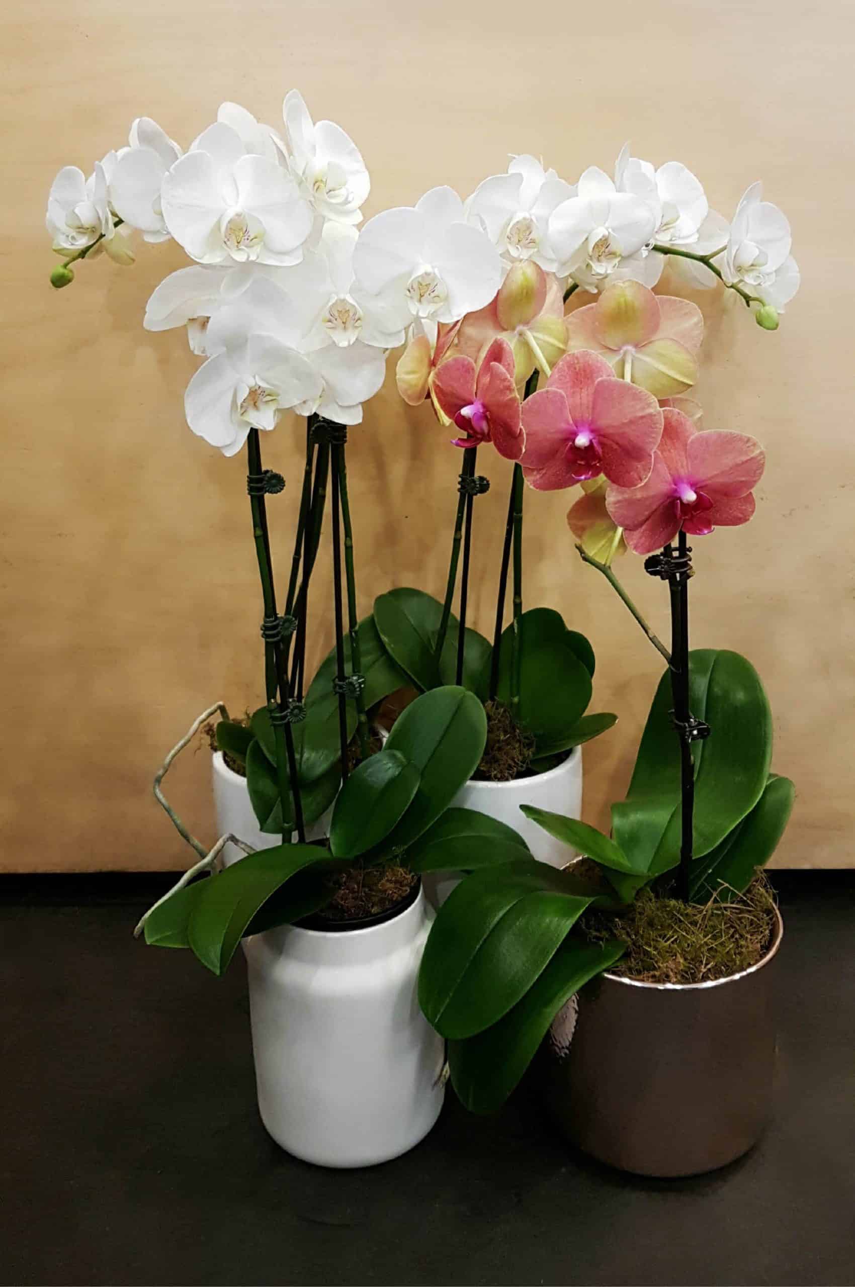 Phalaenopsis Orchid Propagation Requirements