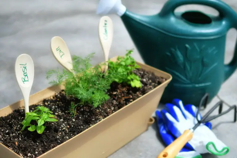 15 Perennial Herbs That Grow Back Every Year UnAssaggio