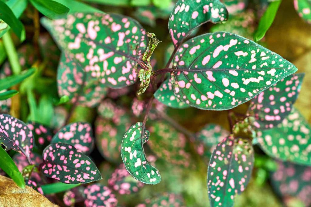 8 Types Of Polka Dot Plants