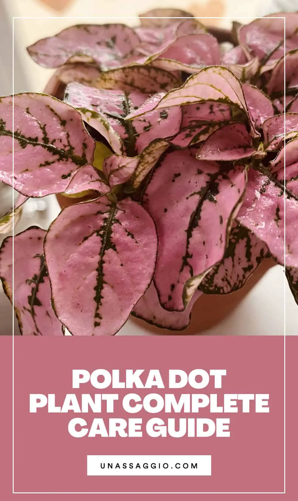 polka dot plant complete Care Guide