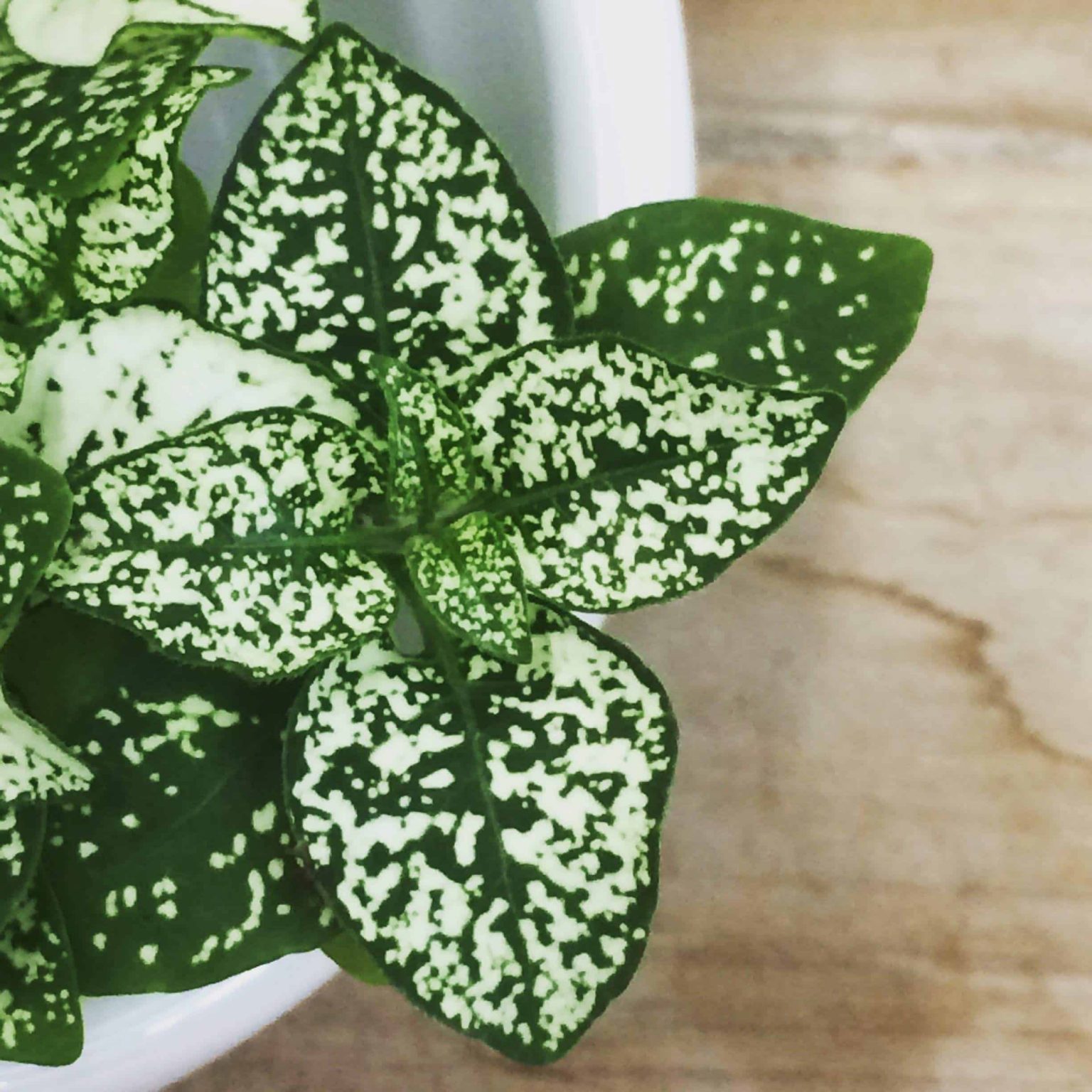 8 Types Of Polka Dot Plants (Care Tips Included) | UnAssaggio