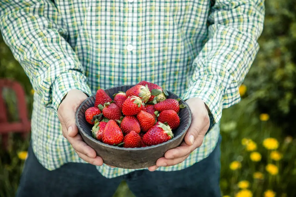 How to Take Care Of Your Strawberry Plants In Winter