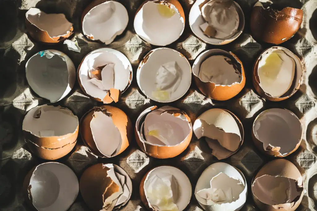 Are Eggshells Biodegradable?