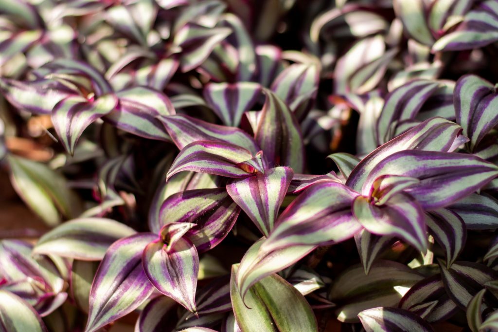 Wandering Jew (Inch Plant) Care Guide