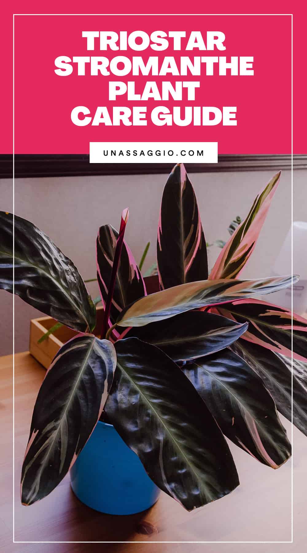 triostar stromanthe Plant Care Guide