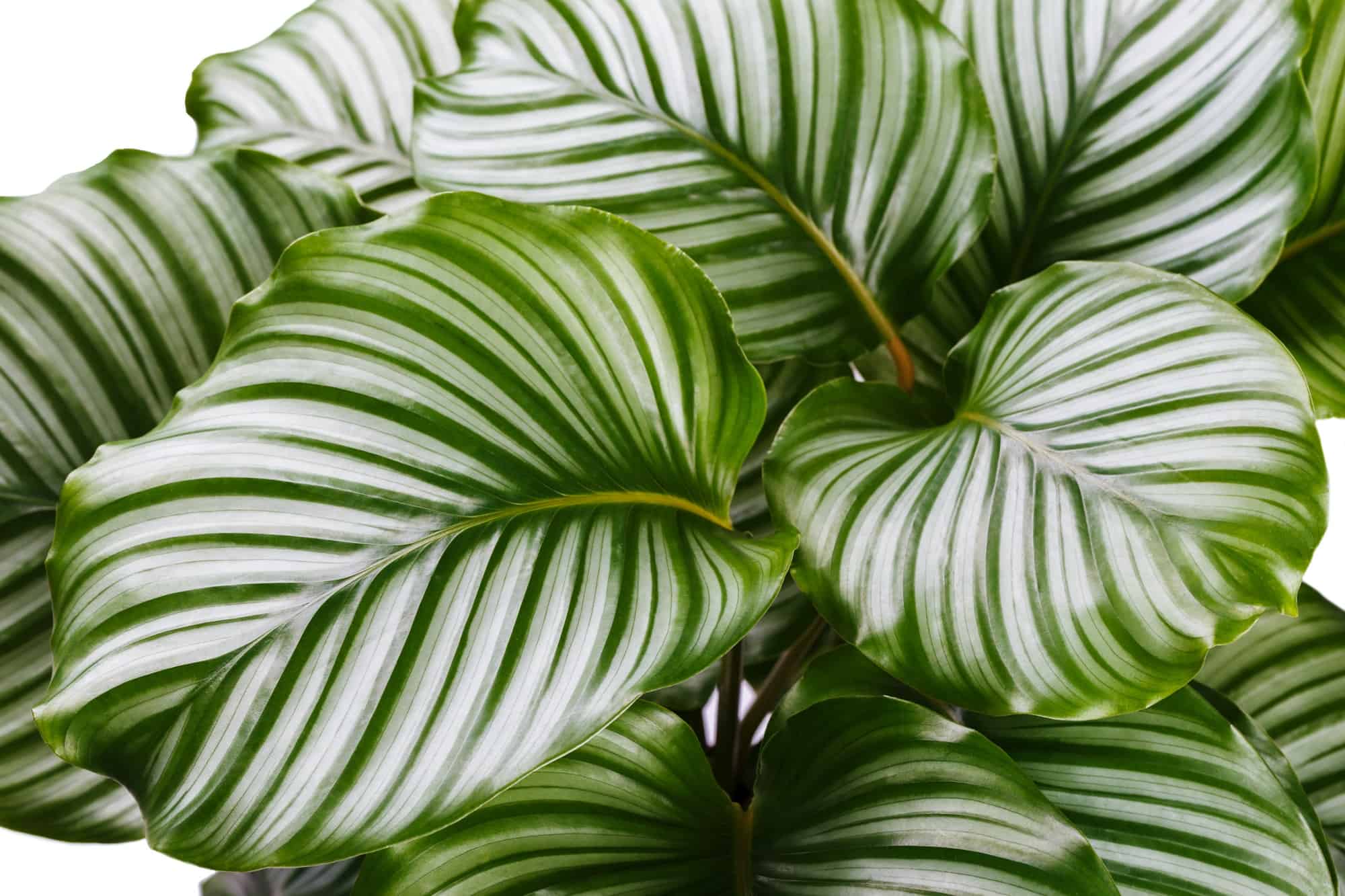 Calathea Orbifolia Care