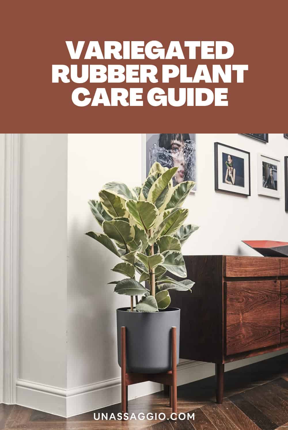 variegated rubber plant CARE GUIDE