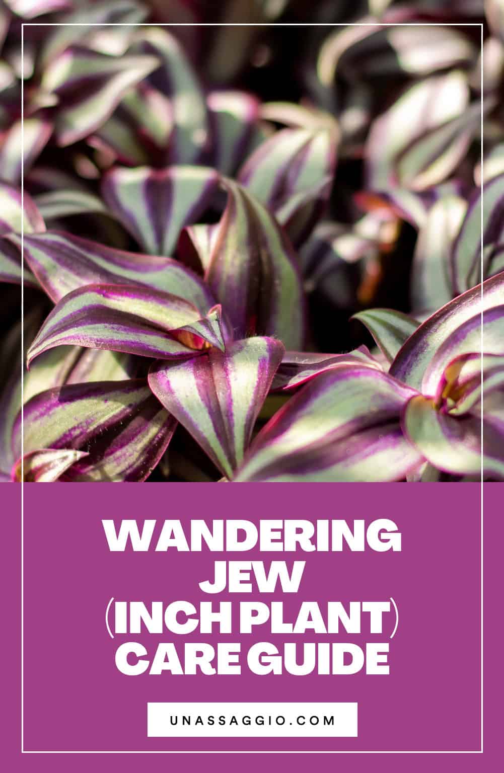 Wandering Jew (Inch Plant) Care Guide