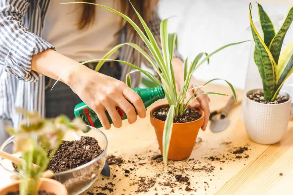 The Best Fertilizers For Indoor Plants 2021 (How to Use Them)