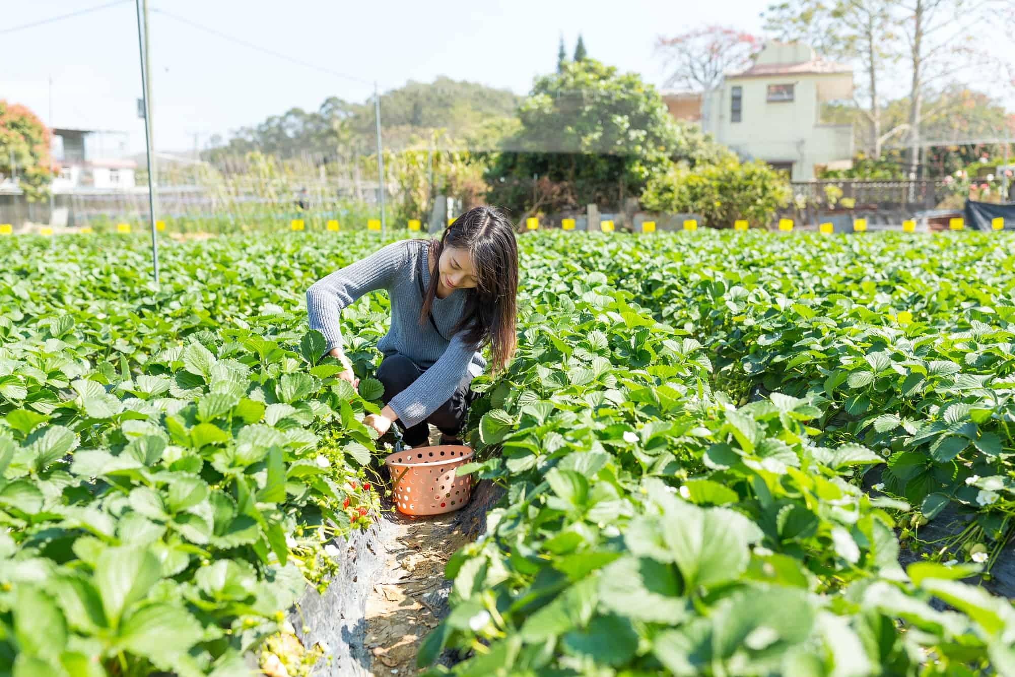 Is Epsom Salt Good For Strawberry Plants? UnAssaggio