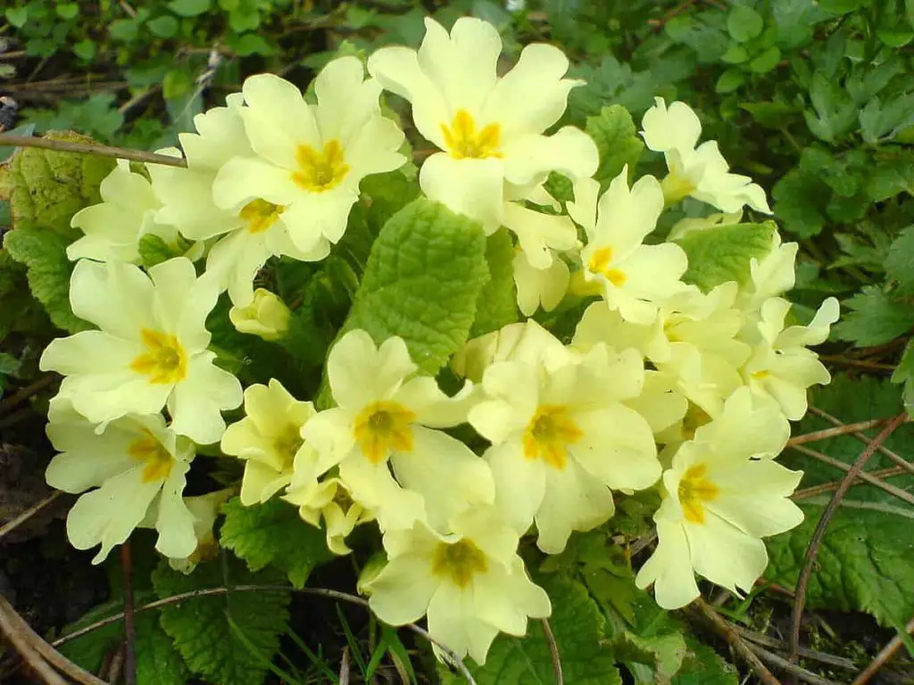 English Primrose Winter flower