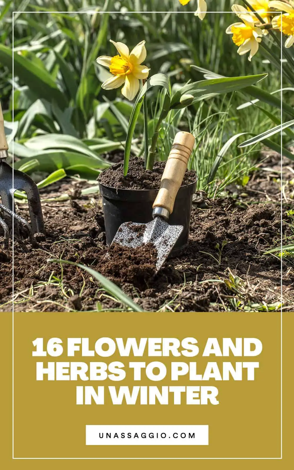 16 Flowers and Herbs to Plant in Winter