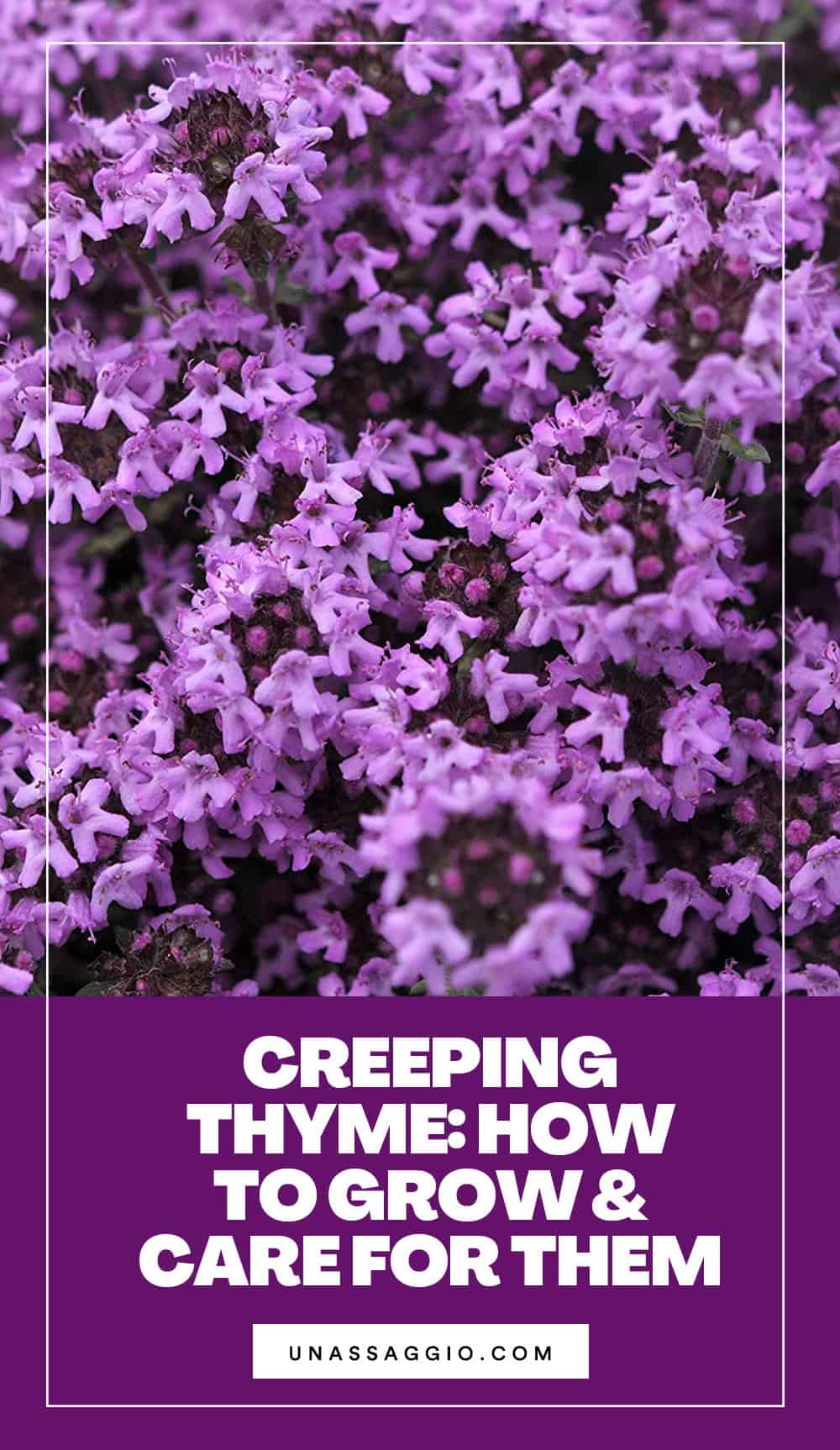 How To Care For Your Creeping Thyme Plant