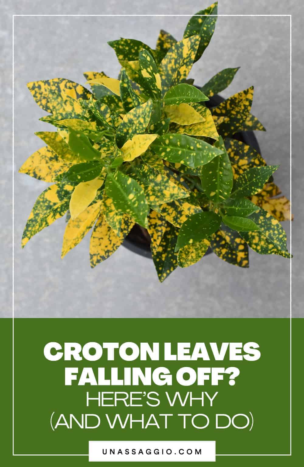 Croton Leaves Falling Off