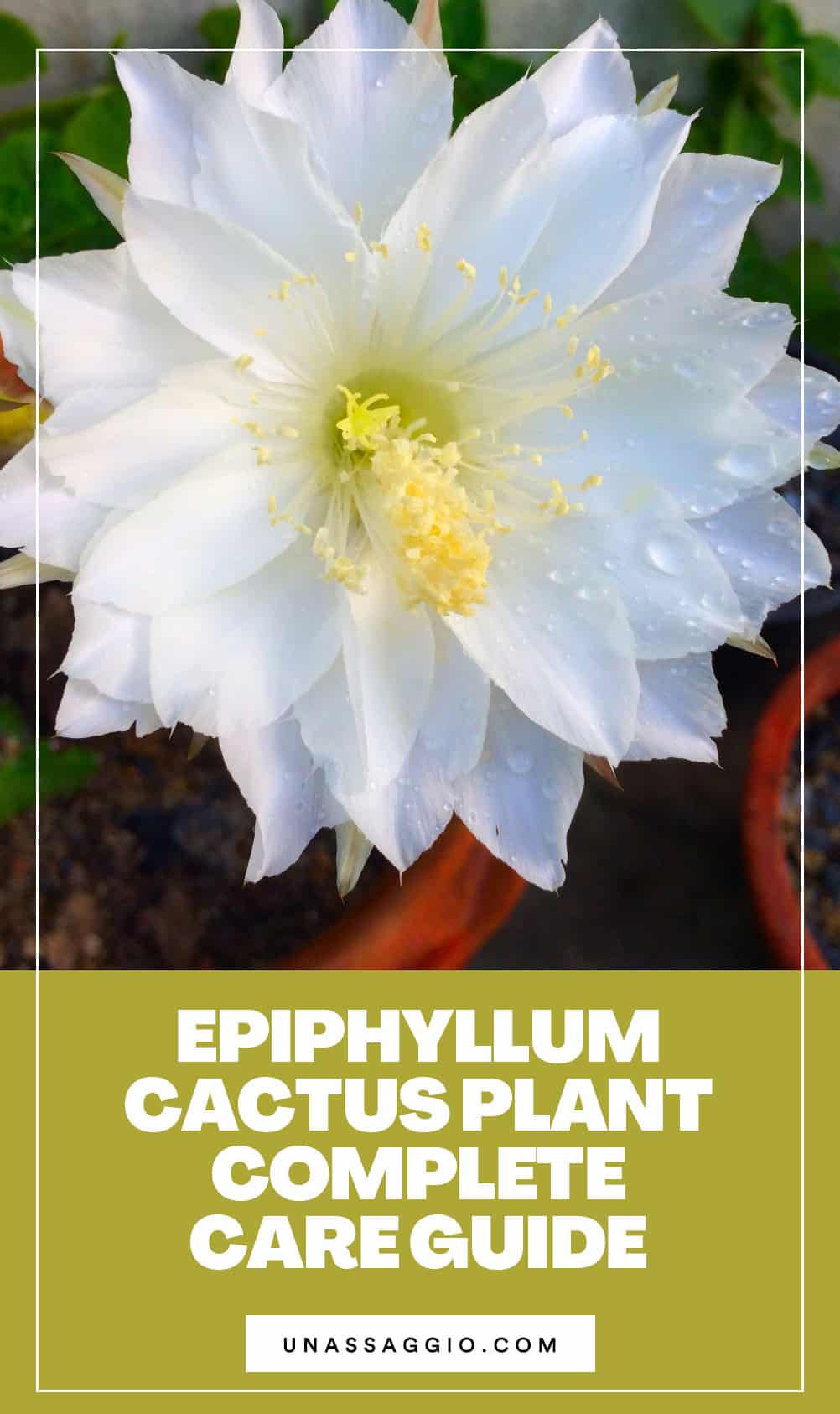 Epiphyllum Cactus Plant