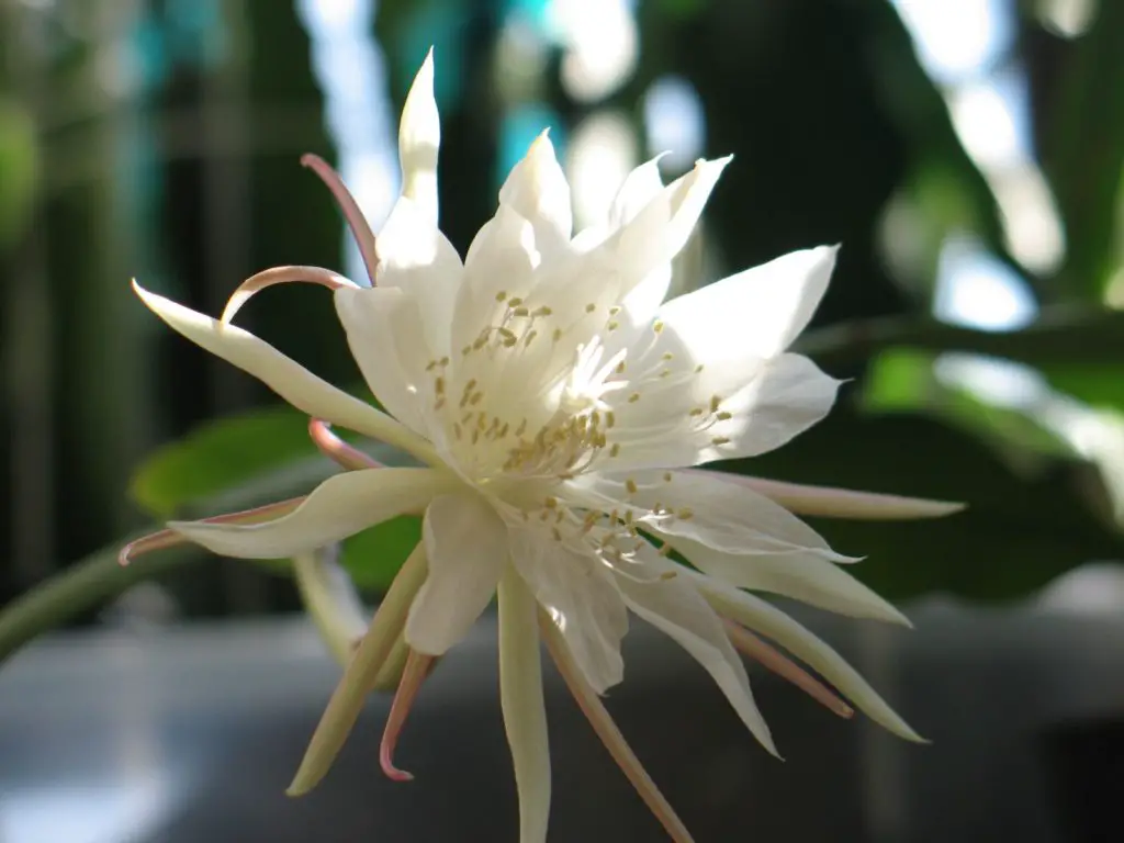 Epiphyllum Care Guide