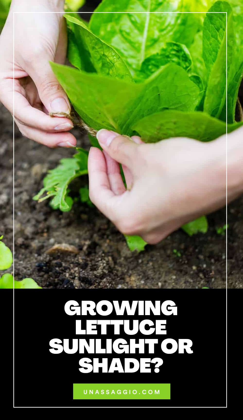 Growing Lettuce Sunlight or Shade