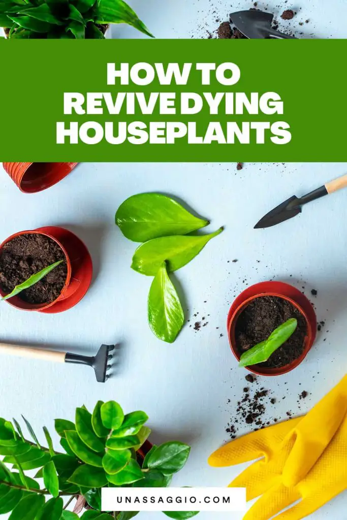 How To Revive A Dying Houseplant The Complete Guide Unassaggio