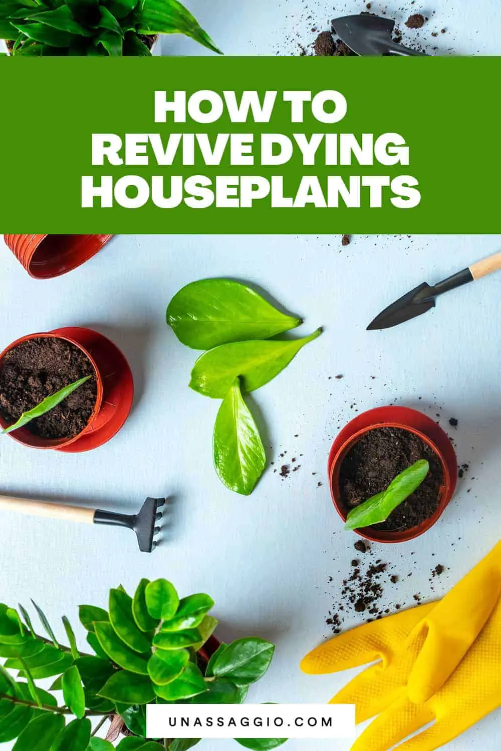 How to Revive Dying Houseplants