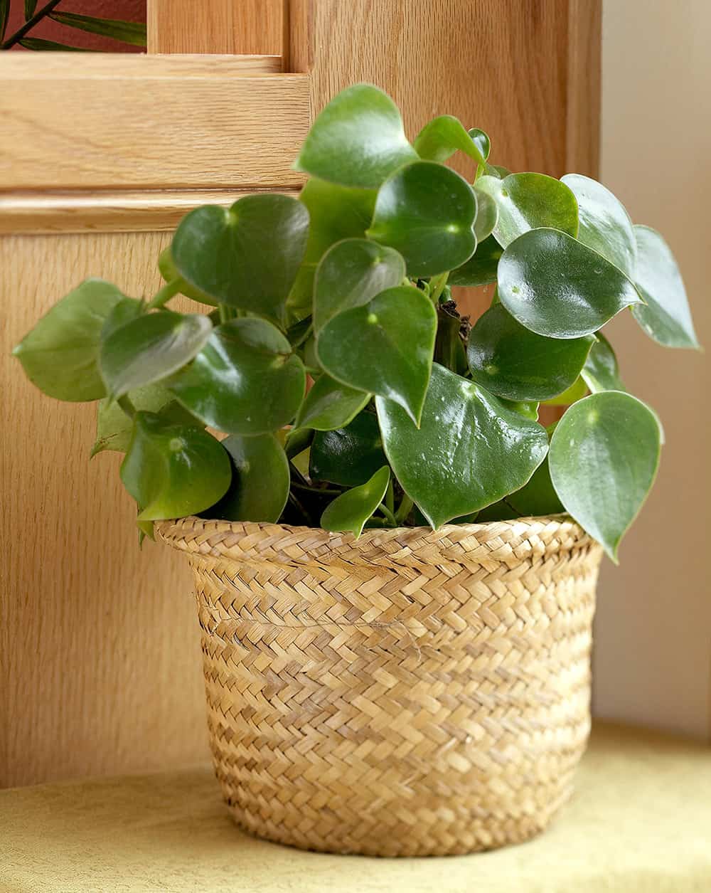 Peperomia Care Guide