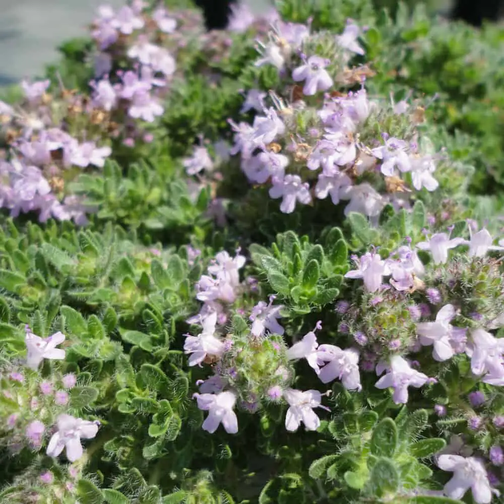 How To Care For Your Creeping Thyme Plant