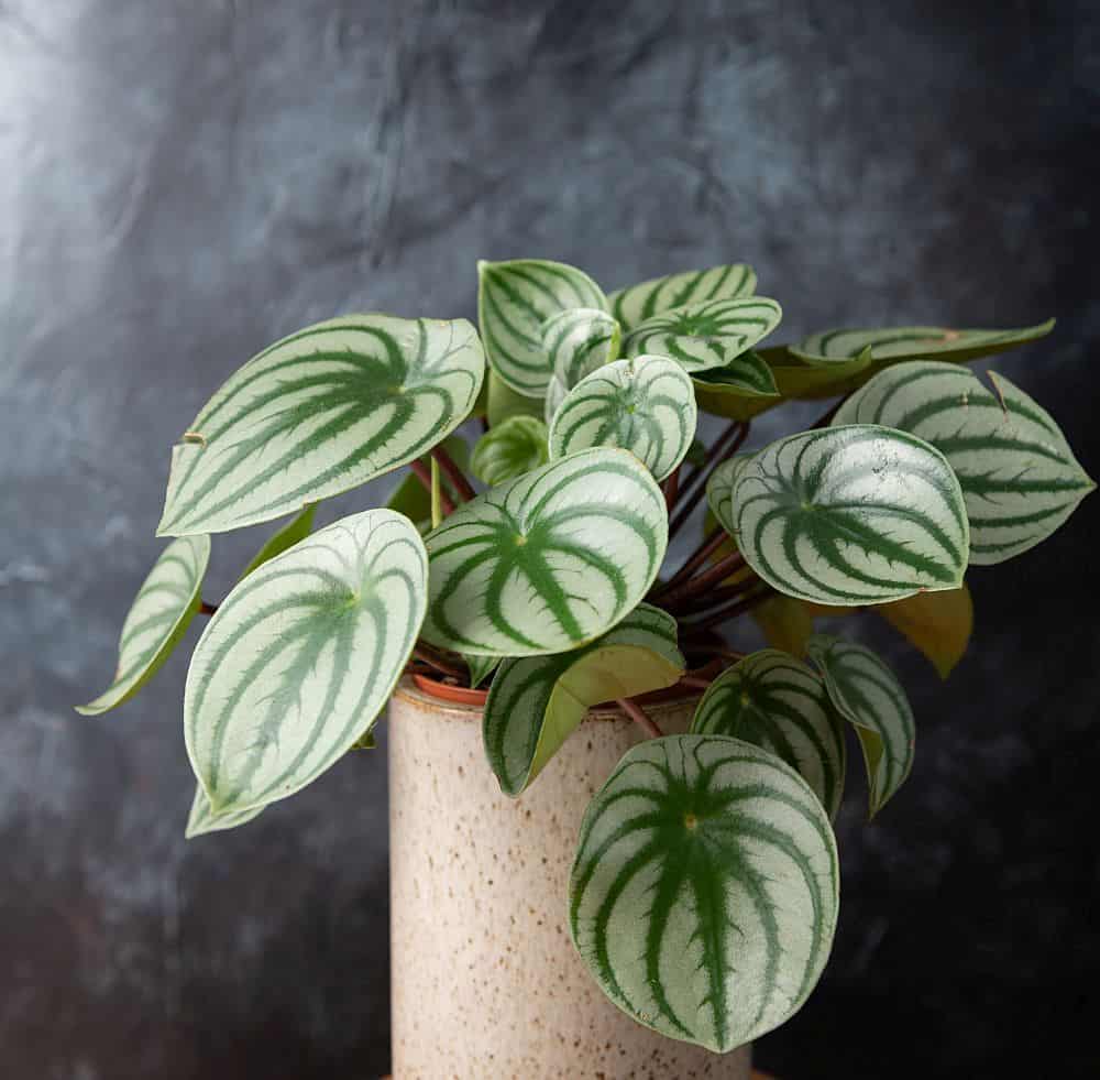 peperomia