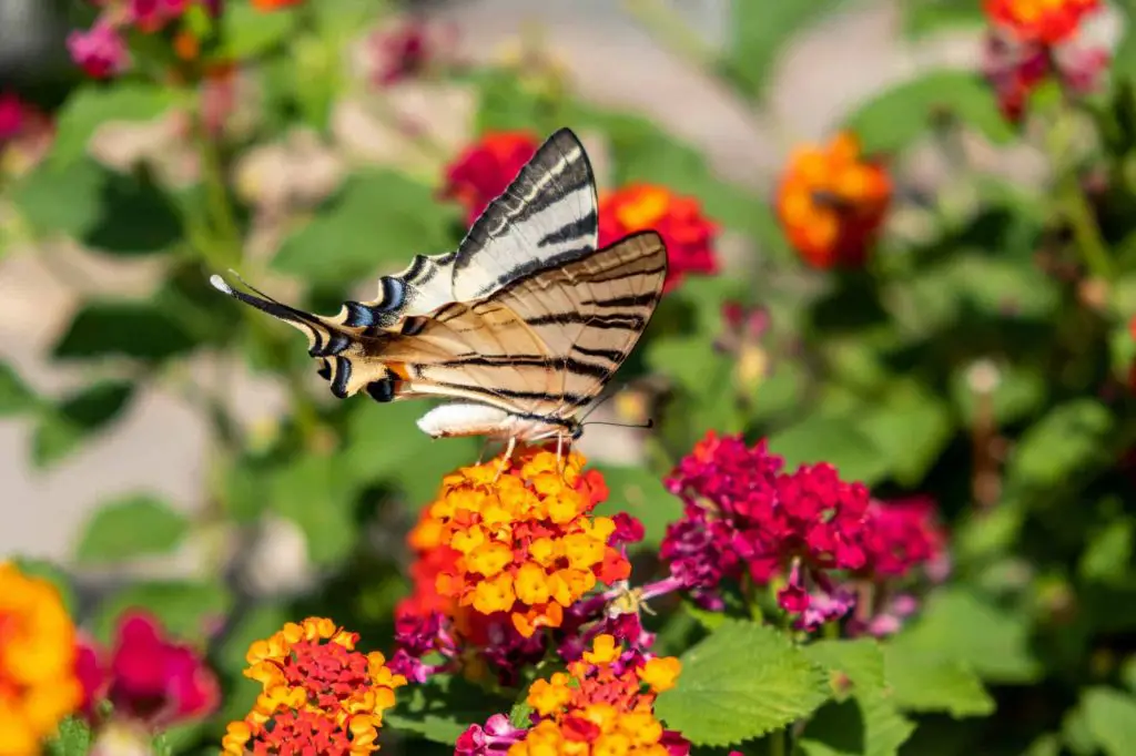 Butterfly on lantana red yellow color flowers.