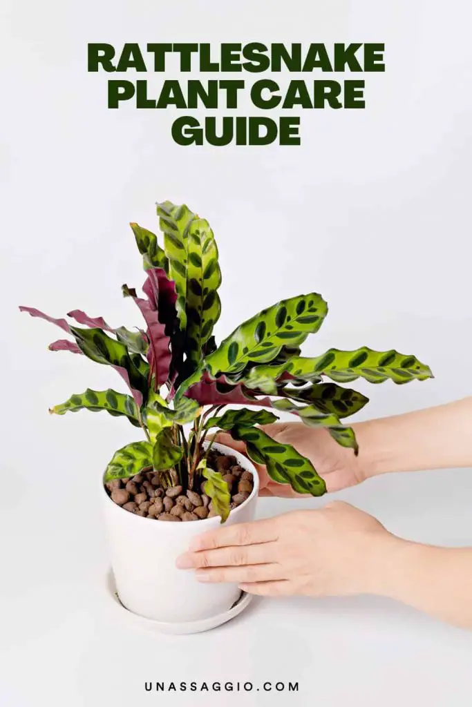 Rattlesnake Plant: The Complete Growth And Care Guide | UnAssaggio