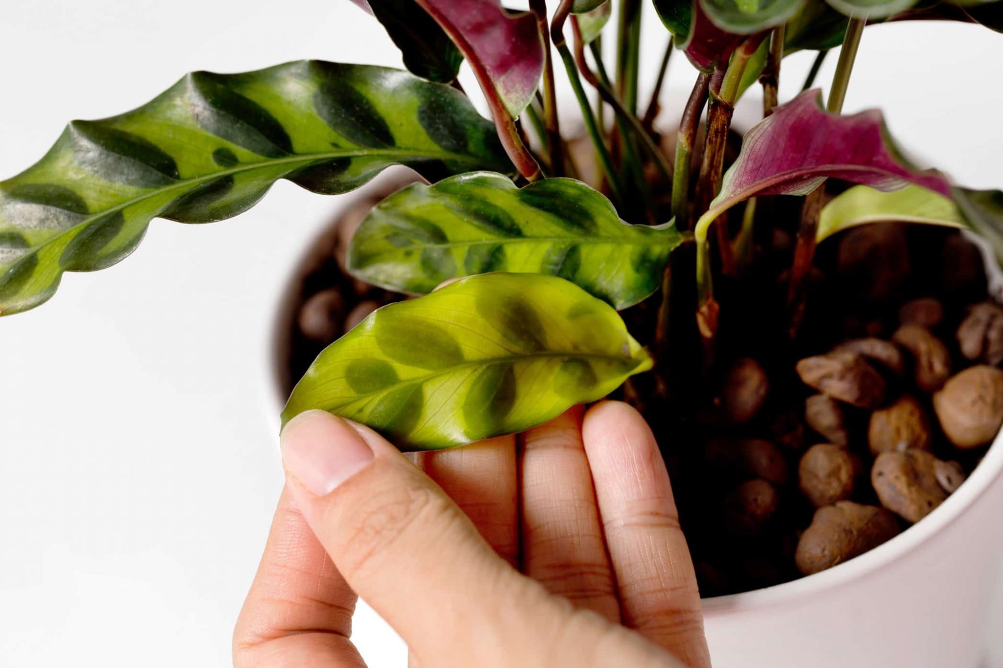 Calathea Rattlesnake Plant Care