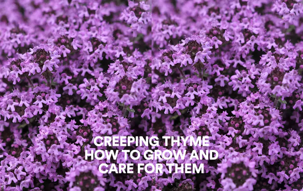 Creeping Thyme: How to Grow And Care For Them