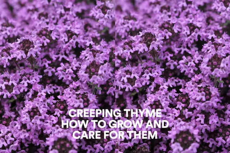 Creeping Thyme: How to Grow And Care For Them