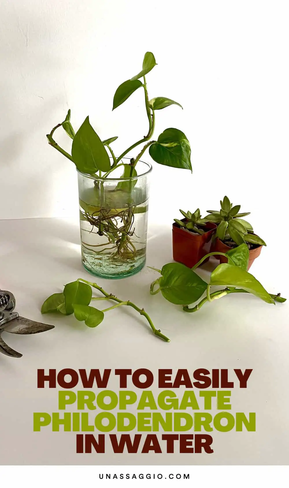 Steps to Propagate The Philodendron In Water