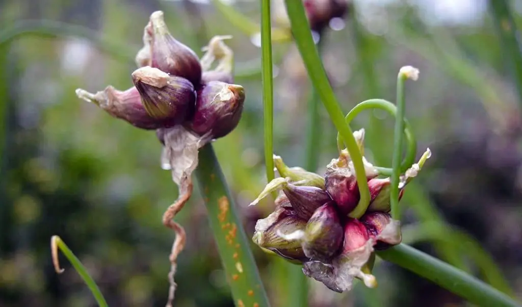 Egyptian Walking Onion (Allium × proliferum) edible perennial vegetables to plant in summer