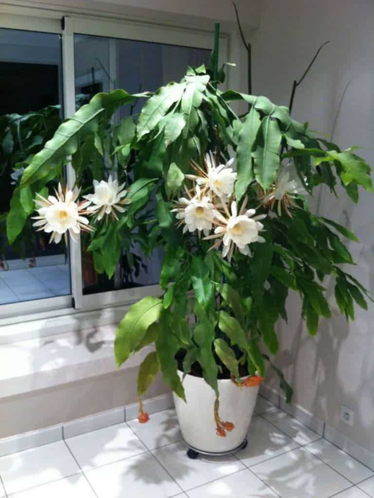 Epiphyllum Care Guide