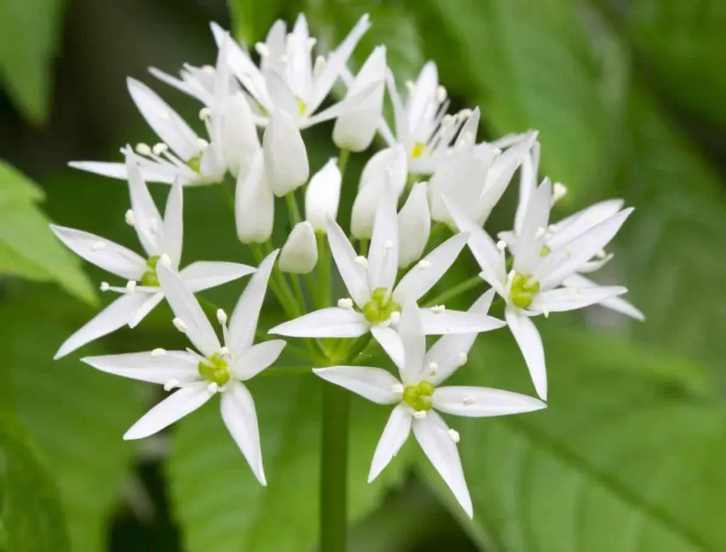 Wild garlic edible perennial vegetables that grow back every year