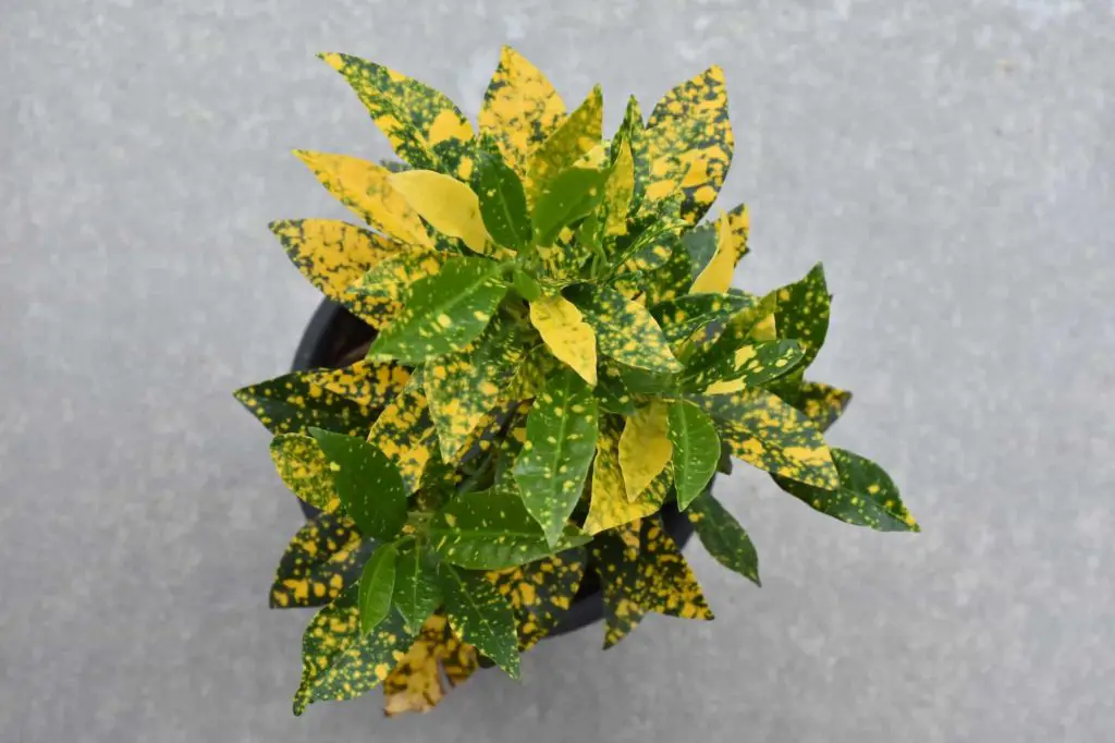 Gold dust croton plant growing in a pot.