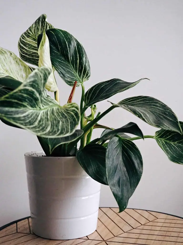 Philodendron plant Care Guide